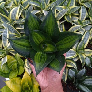 Sansevieria Green Mould Variegated Unique Snake Plant