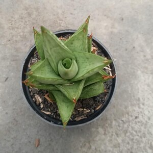 Sansevieria Pagoda Tower Unique Snake Plant Best Quality Plants
