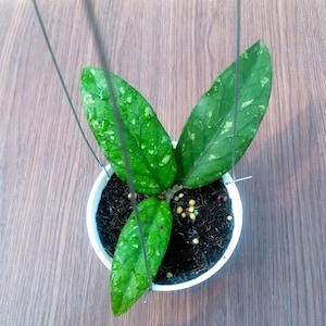 Hoya sp Takengon Good Leaves And Flowers Quickly - Fast Shipping