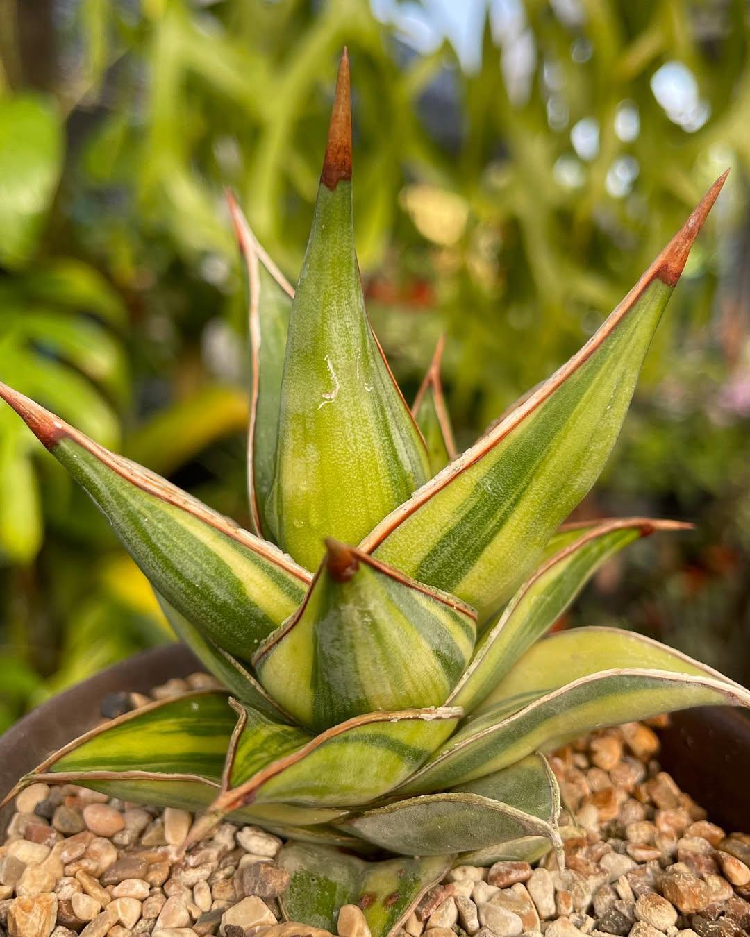 Sansevieria Pinguicula Variegated Unique Snake Plant - Etsy