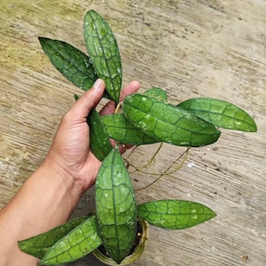 Hoya Clemensiorum Good Leaves And Flowers Quickly - Fast Shipping