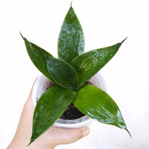 Sansevieria Green Mould Variegated Snake Plant Live Plant