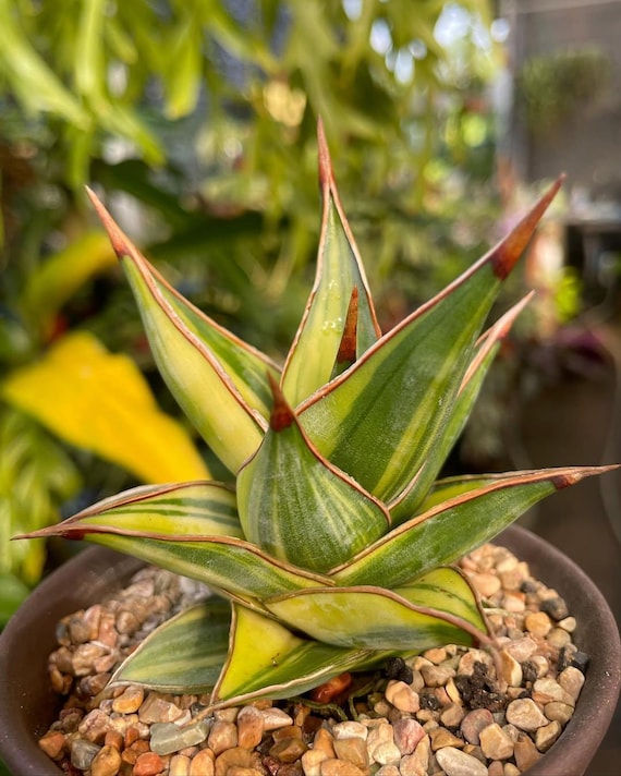専用　Sansevieria pinguicula Longifoli Sansevieria pinguicula
