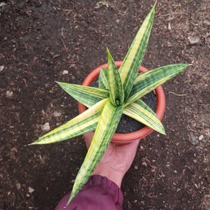 Sansevieria Marsha Anjani Variegated Unique Snake Plant