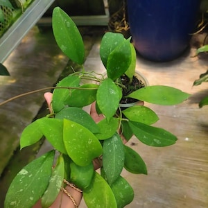 Hoya Polypus Good Leaves And Flowers Quickly - Fast Shipping