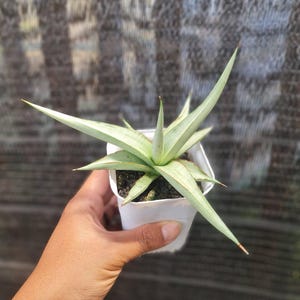 Sansevieria Chanin Thorut Unique Snake Plant Best Quality Plants