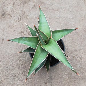Sansevieria Lavranos Unique Snake Plant Best Quality Plants