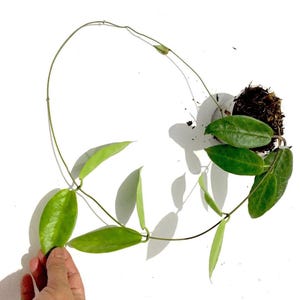 Hoya Piestolepis sp Papua Good Leaves And Flowers Quickly - Fast Shipping