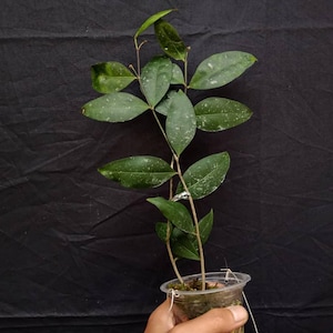 Hoya Amicabillis Good Leaves And Flowers Quickly - Fast Shipping