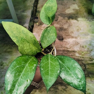 Hoya Verticilata Wayang Good Leaves And Flowers Quickly - Fast Shipping