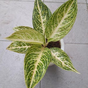 Aglaonema White Legacy Beautiful Colors And Leaves