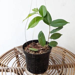 Hoya Evelinae Good Leaves And Flowers Quickly - Fast Shipping