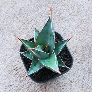 Sansevieria Pinguicula Black Unique Snake Plant