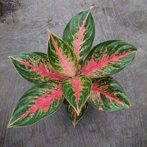 Aglaonema Odelia Pinot Beautiful Colors And Leaves