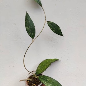 Hoya Clemensiorum Splash Good Leaves And Flowers Quickly - Fast Shipping