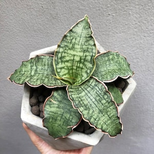 Sansevieria Silver Blue Snake Plant Unique Indoor Plant