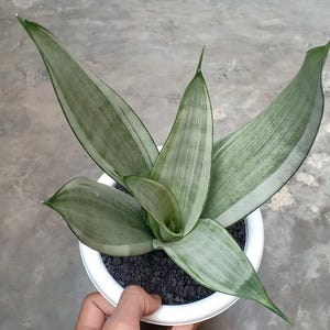 Sansevieria Trifasciata Morgenstern Unique Snake Plant