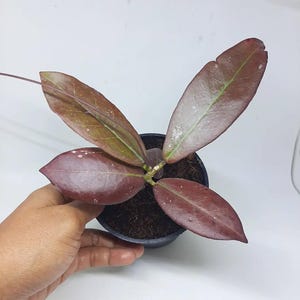 Hoya Buntokensis Red Good Leaves And Flowers Quickly - Fast Shipping