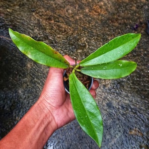 Hoya Buntokensis Good Leaves And Flowers Quickly - Fast Shipping