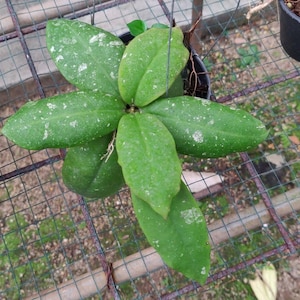 Hoya Mitrata Good Leaves And Flowers Quickly - Fast Shipping