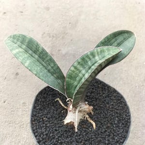Sansevieria Hawaiian Star Unique Snake Plant