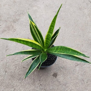 Sansevieria Parva Lancet Yellow Unique Snake Plant Best Quality Plants