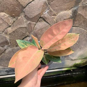 Aglaonema Sweet Banana Beautiful Colors And Leaves