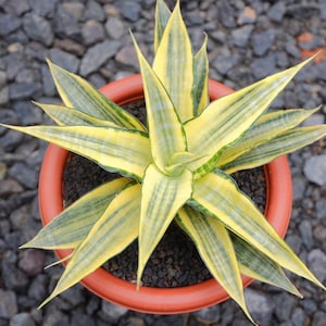 Sansevieria Cordova Variegated Unique Snake Plant