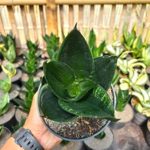 Sansevieria Loops Pride Unique Snake Plant Best Quality Plants