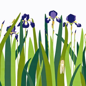 Irises - Set of 5 greeting cards