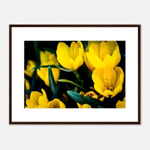 Collezione fiori: Croco