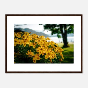 Collezione fiori: Bidens (Forbicine)