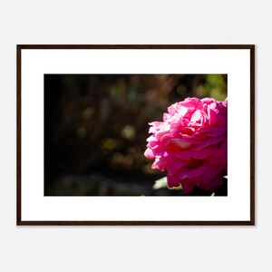 Collezione fiori: Rosa selvatica