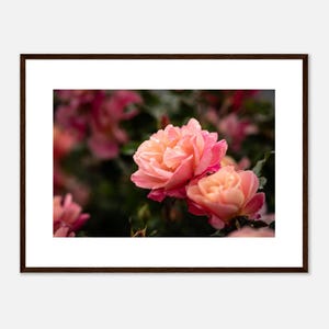 Collezione fiori:  Rose