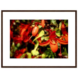 Collezione fiori: Begonia