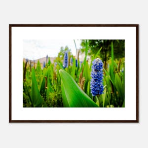 Collezione fiori: Pontederia cordata