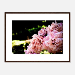 Collezione fiori: Rose lillipuziane