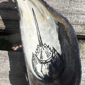 Horseshoe Crab