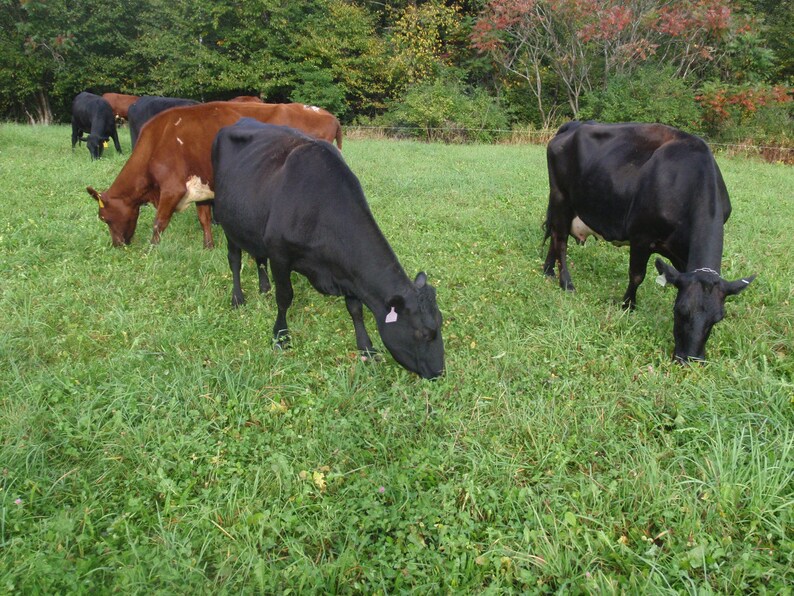 Create Your Own Tallow and Lard Soap 6 Bars Etsy