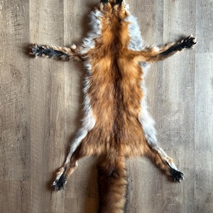 May include: A fox pelt with reddish-brown fur, a white underbelly, and a bushy tail. The pelt is laid out flat, showcasing the animal's form, with its legs and head extended. The fur has a natural, textured appearance.