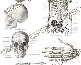 Téléchargement numérique, feuille de collage de squelettes et de crânes