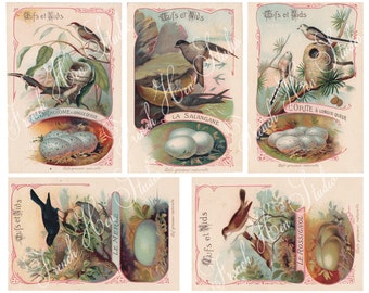 French Birds, Nests, and Eggs-Digital Download