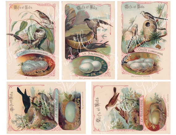 French Birds, Nests, and Eggs-digital Download - Etsy French Birds, Nests, and Eggs-digital Download - Etsy