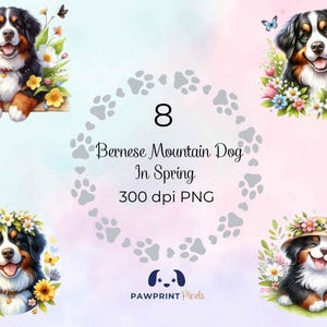 Berner Sennenhund im Frühling, bezaubernder Hund mit Blumen, PNG Datei, 300 dpi, Aquarell Illustration, Geschenkidee Printab