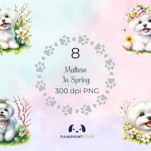 Malteser im Frühling PNG Datei, süsser Hund mit Blumen Digitalbild, 300 dpi, Aquarell-Illustration, Oster Geschenkidee.