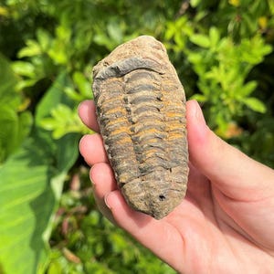 三葉虫モロッコ②Hollardops?ホラドプス 三葉虫モロッコ②Hollardops?ホラドプス ホラドプスT28｜恐竜