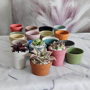 May include: A collection of small, colorful ceramic pots, some filled with succulents and white pebbles. The pots are in various colors, including pink, orange, green, and blue, and are arranged on a white surface.