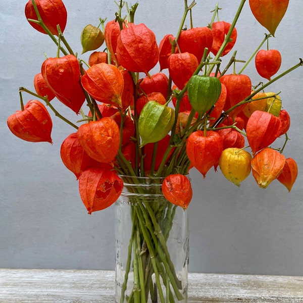 Dried Chinese Lantern seed pods and stems. Halloween . Physalis alkekengi plants, for crafts  and arrangements LOT E