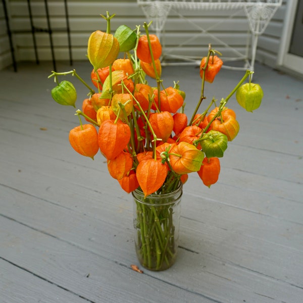 Dried Chinese Lantern seed pods and stems. Halloween . Physalis alkekengi plants, for crafts  and arrangements LOT A