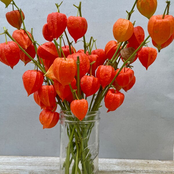 Dried Chinese Lantern seed pods and stems. Halloween . Physalis alkekengi plants, for crafts  and arrangements LOT F